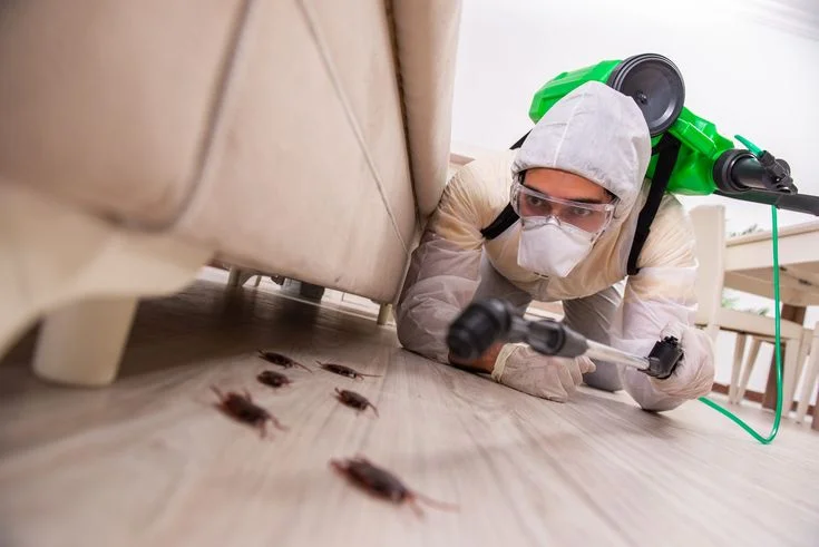 Pest Control Cleaning Services: What’s Included & What’s Not