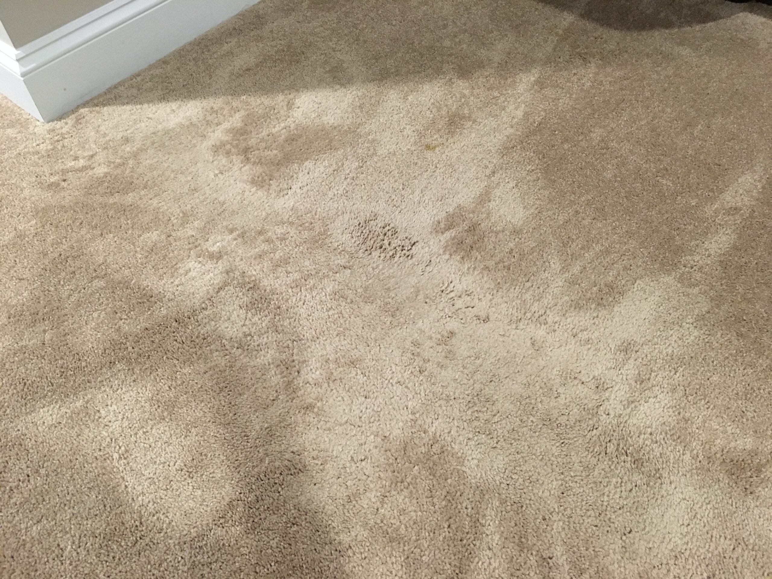Why Carpets Wear Out Sooner Than You Think